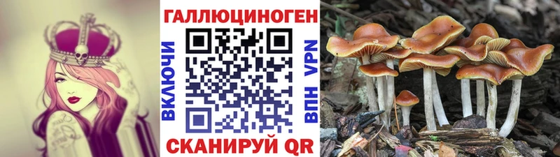 Купить закладки  Нововоронеж  Псилоцибиновые грибы Cubensis 